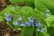 Virginia Bluebells â€“ Mertensia virginica