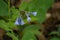 Virginia Bluebells â€“ Mertensia virginica