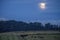 Virginia Cows under a Full Moon