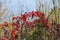 Virginia Creaper Vine Parthenocissus quinquefolia along the Columbia River