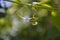 Virginia Creeper curly tendril closeup 1