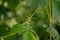 Virginia Creeper curly tendril closeup 2