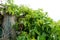 Virginia creeper, in Latin Parthenocissus quinquefolia covering garden fence. The leaves are cover by raindrops.