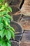 Virginia creeper Parthenocissus Quinquefolia green leaves covering a wooden wall