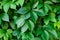Virginia creeper plant background. Natural floral pattern. Lush dark green foliage of a parthenocissus plant.