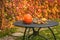 Virginia creeper and pumpkin, nuts and candle on table in garden
