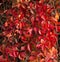 Virginia Creeper Vine in Autumn Glory