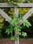 Virginia Creeper Vine on Clothesline