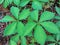 Virginia Creeper Vine - Parthenocissus quinquefolia