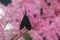 Virginia ctenucha on bright pink astilbe