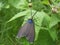 Virginia ctenucha moth