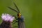 Virginia Ctenucha Moth