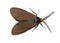 Virginia Ctenucha Moth Isolated on White