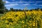 Virginia Fall Yellow Wildflowers