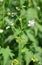 Virginia mallow (Sida hermaphrodita)