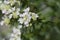 Virginia mountain mint