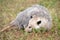 Virginia Opossum