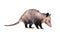 The Virginia opossum Didelphis virginiana or common opossumâ€”the only marsupial pouched mammal found in the United States and