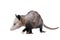 The Virginia opossum Didelphis virginiana or common opossumâ€”the only marsupial pouched mammal found in the United States and