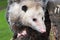 Virginia Opossum Didelphis virginiana Face Close Up Summer