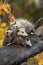 Virginia Opossum Didelphis virginiana Family Intently Looking Right Autumn