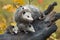 Virginia Opossum Didelphis virginiana Family Turn to Right Atop Log Autumn