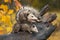 Virginia Opossum Didelphis virginiana With Family Turns on Log Hissing Autumn