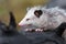 Virginia Opossum Didelphis virginiana Joey Eyes Closed on Log Close Up
