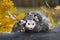 Virginia Opossum Didelphis virginiana Joey Nose to Mothers Ear With Family on Log Autumn