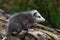 Virginia Opossum Didelphis virginiana Joey Sits on Log Looking Right Summer