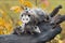 Virginia Opossum Didelphis virginiana Joey Touches Mother on Nose Autumn