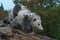 Virginia Opossum Didelphis virginiana Loaded Up with Joeys Walks Down Log Summer