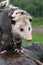 Virginia Opossum Didelphis virginiana Looks Out Joeys Looking All Over in Rain Summer