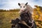 Virginia Opossum Didelphis virginiana Looks Out From Log End Autumn