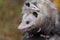 Virginia Opossum Didelphis virginiana Mother With Joey on Her Back Close Up Autumn