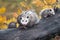 Virginia Opossum Didelphis virginiana Mother Looks Out While Joeys Clamber Around Autumn