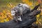 Virginia Opossum Didelphis virginiana Mother Piled Up With Joeys on Log Autumn