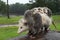 Virginia Opossum Didelphis virginiana Mother Walks Across Log With Joeys in Rain Summer