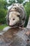 Virginia Opossum Didelphis virginiana Piled High with Joeys Walks Down Log in Rain Summer