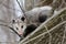 The Virginia Opossum Didelphis virginiana on the tree.