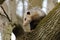 The Virginia Opossum Didelphis virginiana on the tree.