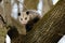 The Virginia Opossum Didelphis virginiana on the tree.