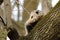 The Virginia Opossum Didelphis virginiana on the tree.