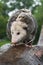 Virginia Opossum Didelphis virginiana Walks on Log in Drizzling Rain Summer