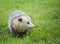 Virginia Opossum foraging for food in grass