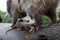 Virginia Opossum Joey Didelphis virginiana Clings to Mothers Back Leg Summer