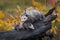 Virginia Opossum Joey Didelphis virginiana Looks Up at Mother Loaded With Siblings Autumn