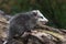 Virginia Opossum Joey Didelphis virginiana Stands Alone on Log Summer