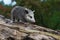 Virginia Opossum Joey Didelphis virginiana Walks Alone Down Log Summer