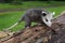 Virginia Opossum Joeys Didelphis virginiana Stands Atop Log Summer